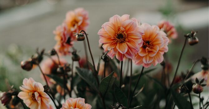 Craniosacral Therapy